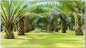 Plantations (under Canopy)